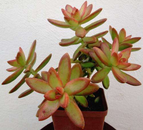 SEDUM VARIGATA