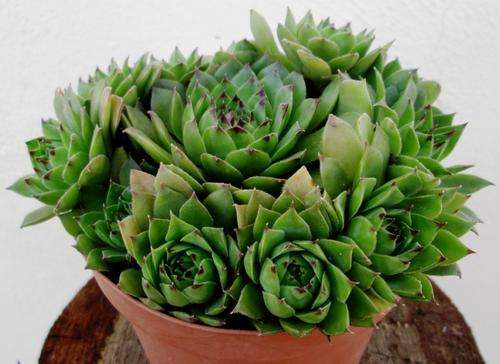 SEMPERVIVUM WITH PUPS