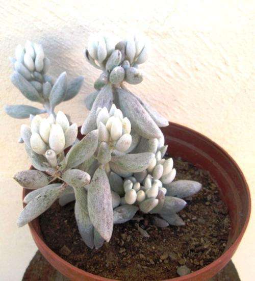 succulent white