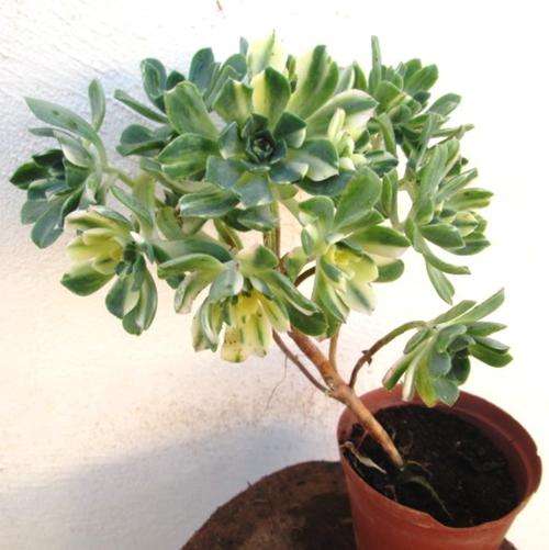 Succulent Varigata