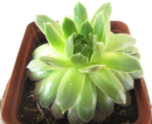 Sempervivum Big Form 1