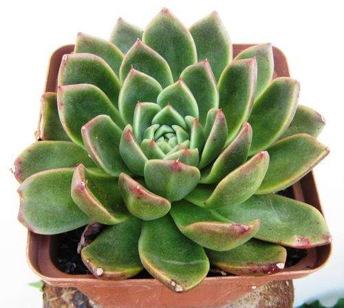 echeveria red gilva, special price..