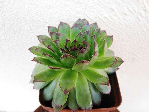 sempervivum