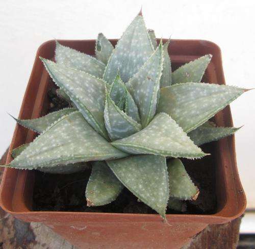 gasteria