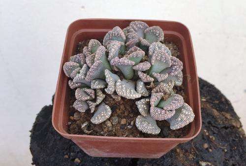 Titanopsis