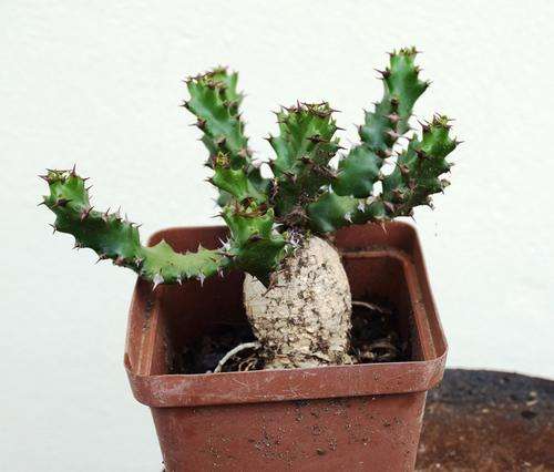euphorbia squarosa