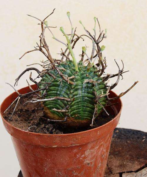 euphorbia vallida