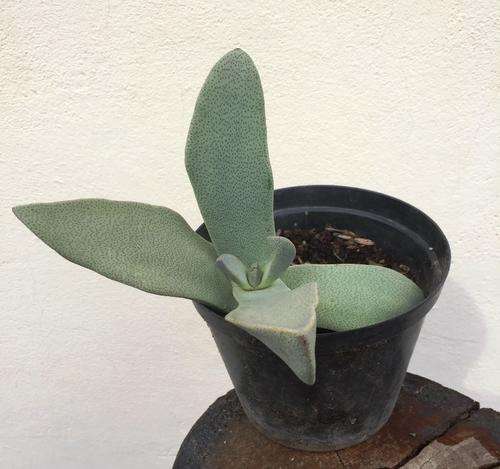 Pleiospilos, big plant