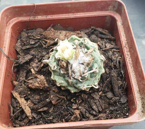 Turbinicarpus with flower