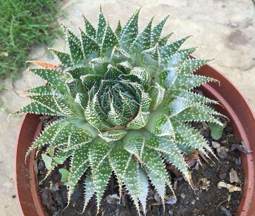 aloe arostata, minature aloe