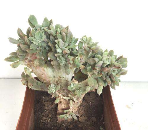 echeveria dagda cristate