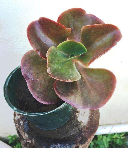 echeveria  mahogany rose