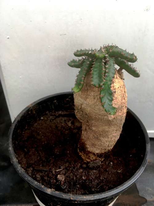 euphorbia  stellata