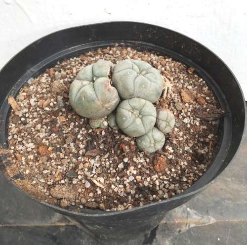 lophophora williamsii