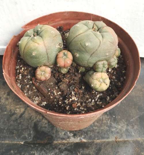 lophophora williamsii with 8 babies