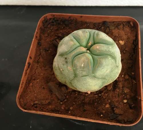Lophophora 8