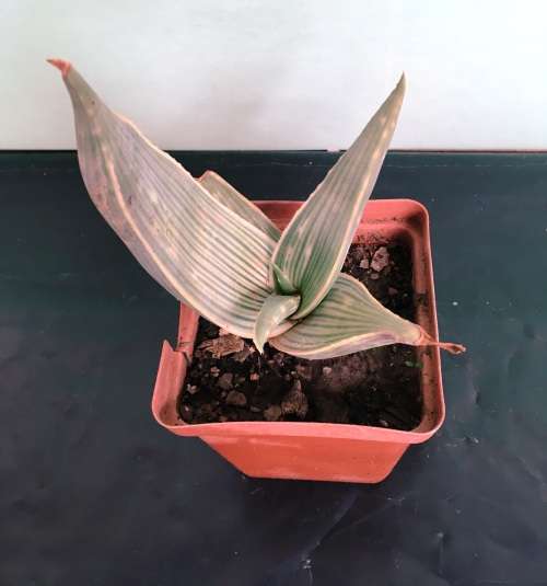 aloe karasbergensis