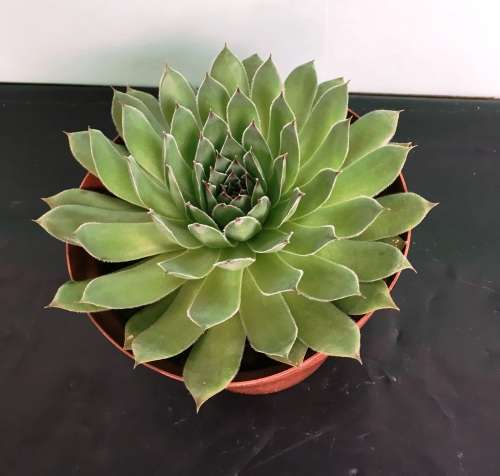 sempervivum