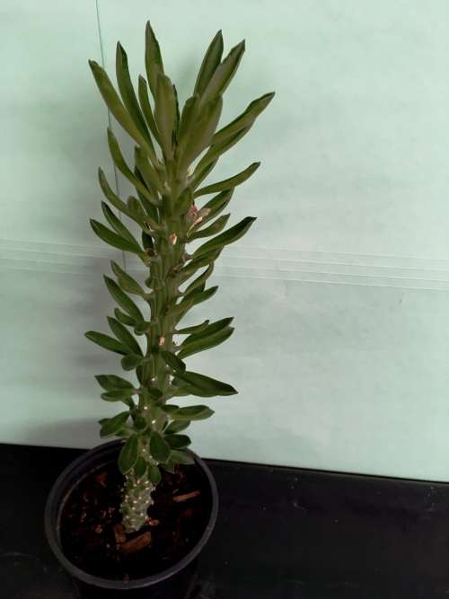 euphorbia clandestina