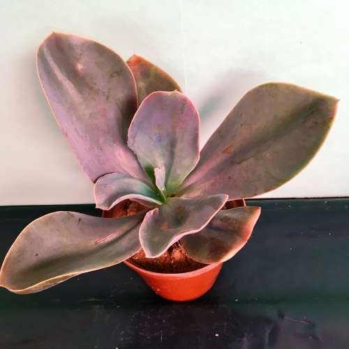 Echeveria Mexico city