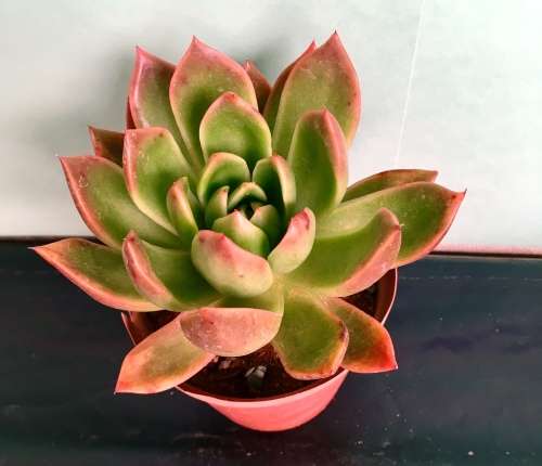 echeveria red gilva