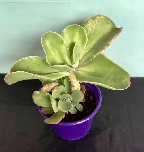 echeveria pallida