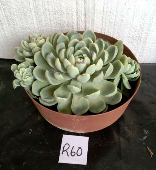 echeveria elegans, big in 20 cm pot