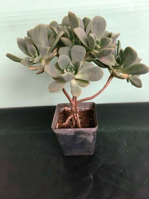 Aeonium, (little succulent bonsai tree)