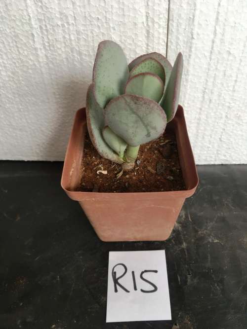 cotyledon orbiculata