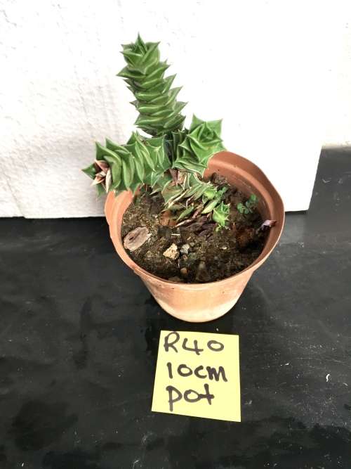 Astroloba 10 cm pot