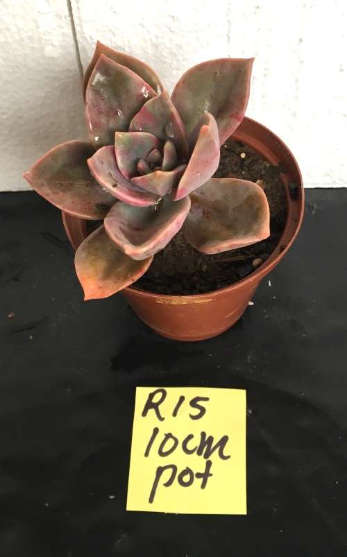 Echeveria Alfred Baines