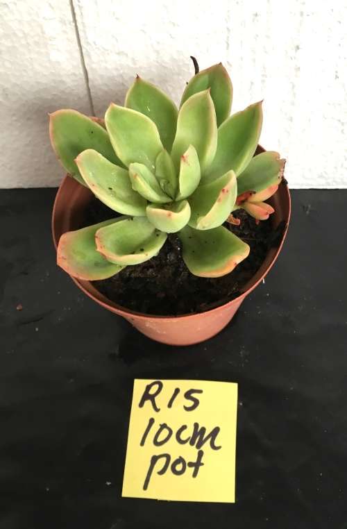 Echeveria golden glow