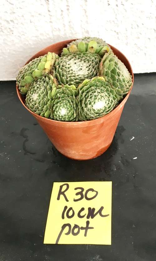 sempervivum arachnoideum 10 cm pot