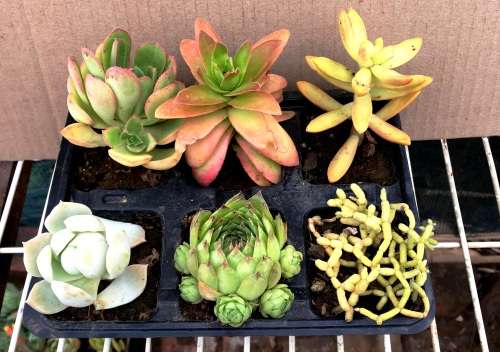 succulent mix 4