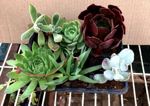 succulent mix 6