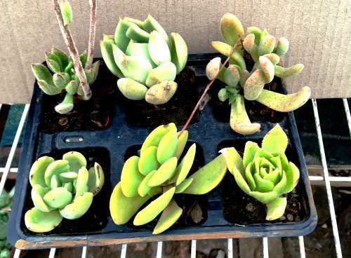 succulent mix 8