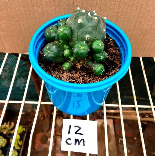 Lophophora williamsii caespitosa 12 cm pot