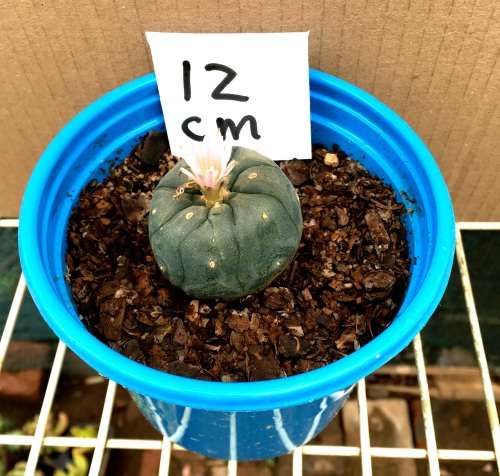 Lophophora williamsii in 12 cm pot
