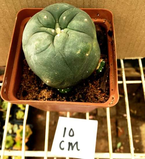 lophophora williamsii 10 cm pot