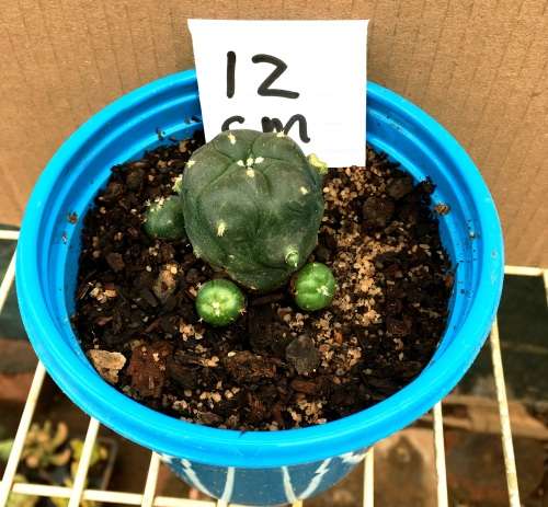 lophophora williamsii 12 cm pot