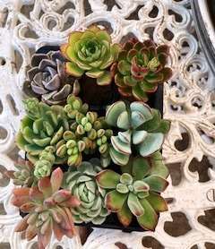 succulent mix 6