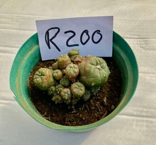 Lophophora Cactus