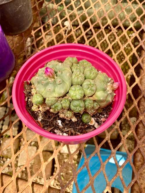 Lophophora Cluster