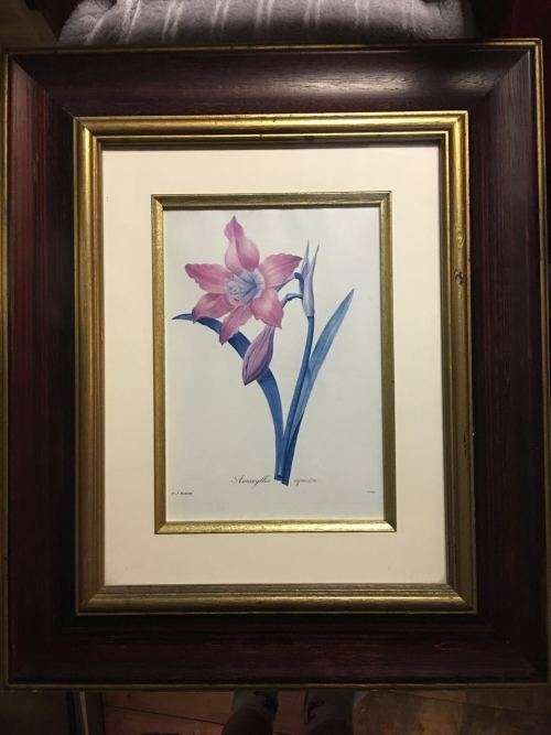 stunning P.J. Redoute Amaryllis Equestre print. The Frame is absolutely beautiful.