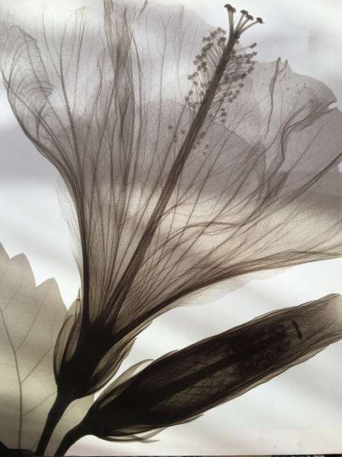 WOW !!! A STUNNING SCREEN PRINT ON CANVAS AND BLOCK MOUNTED