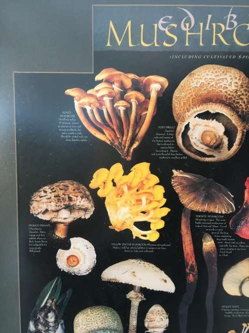 WOW !!! A STUNNING LARGE PRINT OF EDIBLE MUSHROOMS