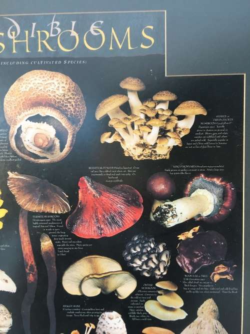 WOW !!! A STUNNING LARGE PRINT OF EDIBLE MUSHROOMS
