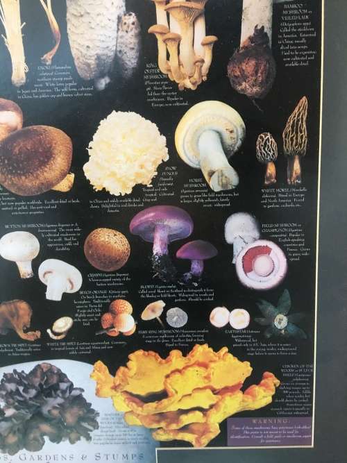 WOW !!! A STUNNING LARGE PRINT OF EDIBLE MUSHROOMS