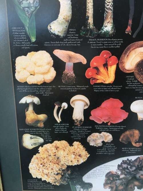 WOW !!! A STUNNING LARGE PRINT OF EDIBLE MUSHROOMS