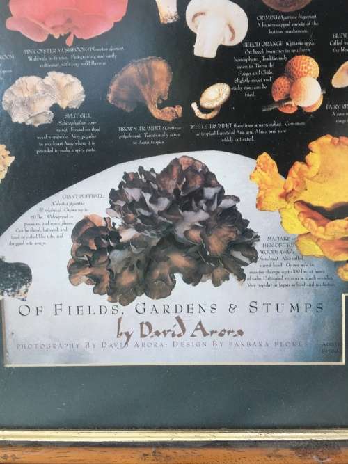 WOW !!! A STUNNING LARGE PRINT OF EDIBLE MUSHROOMS